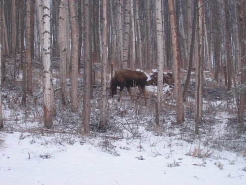 moose1205.JPG