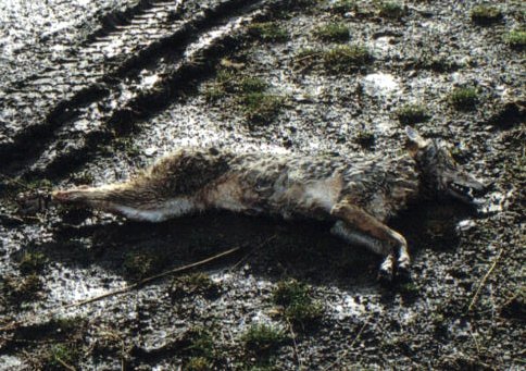 She coyote.jpg