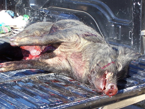 hog back of truck 2.jpg