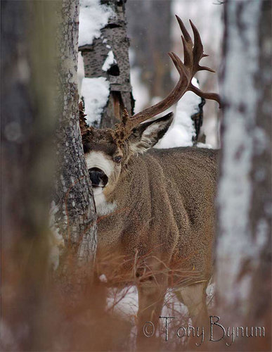 md-buck084-old-boy-trees-em.jpg