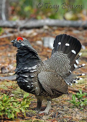 Spruce-Grouse153-male-strut.jpg