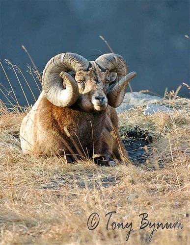 Bighorn-Ram030-copy-edit-em.jpg