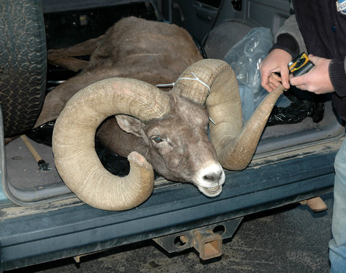 05 Colorado Ram found dead.jpg