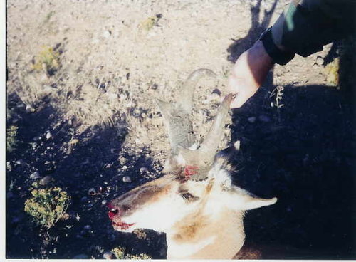 Thick Wyoming Buck.jpg