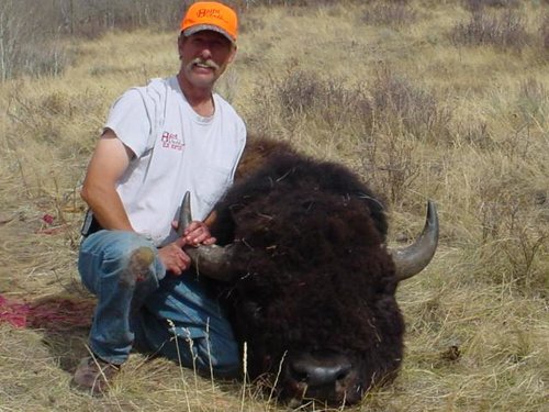 2005 bison.jpg