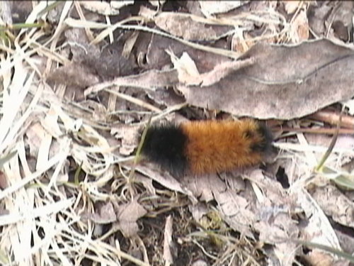 pics 018.jpg