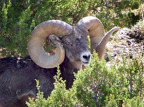 05 Colorado Ram live2.jpg