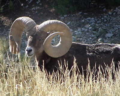 05 Colorado Ram live1.jpg