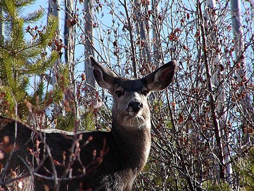 Entiat Deer Hunt (Medium).jpg