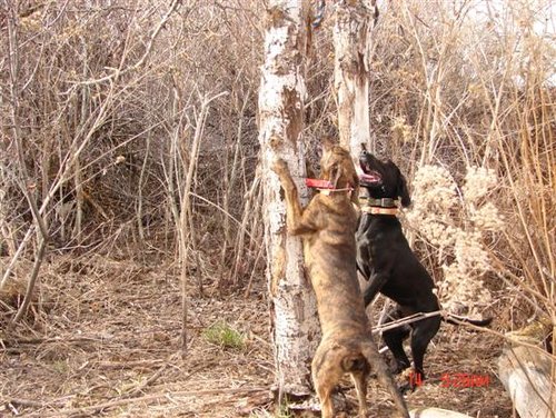 dog pics 020.jpg