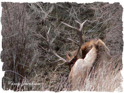 2006_0324_Elk_3.jpg