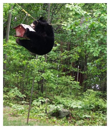 bear4.jpg