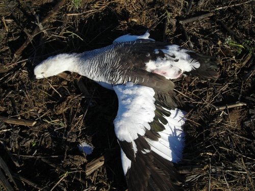 magellan goose.JPG