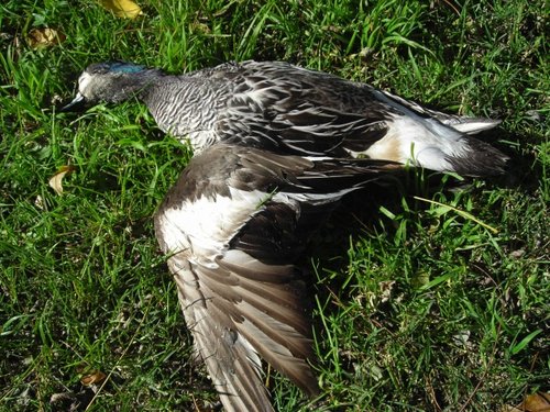 widgeon 2.JPG