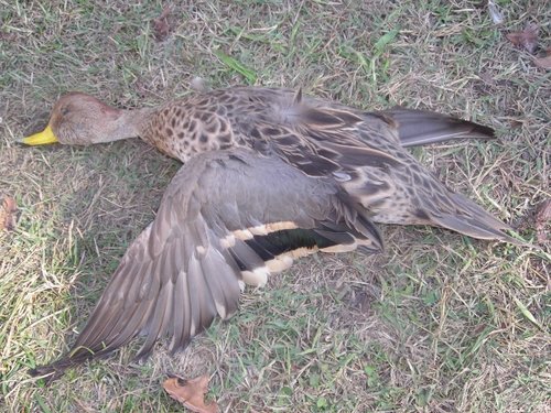 yellow bill pintail.JPG