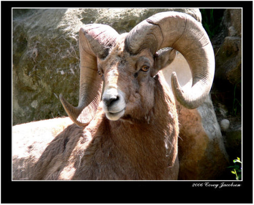 Bighorn Sheep.jpg