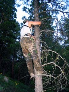 treed[1].jpg