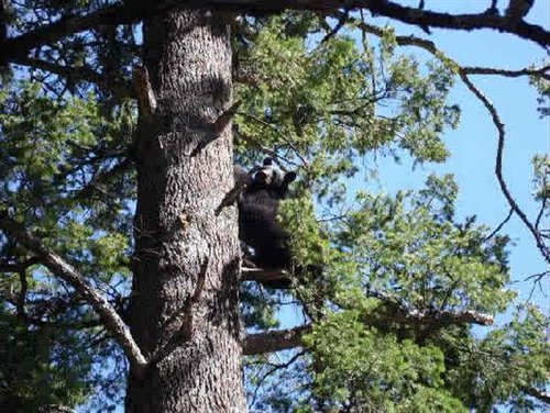 1stbeartree (Custom).jpg