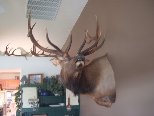 chad bulls 004.jpg
