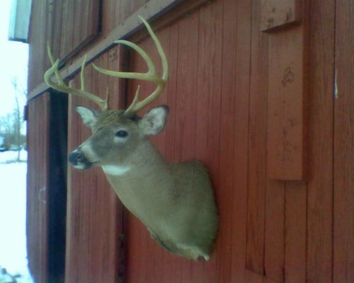 deer mount1.jpg