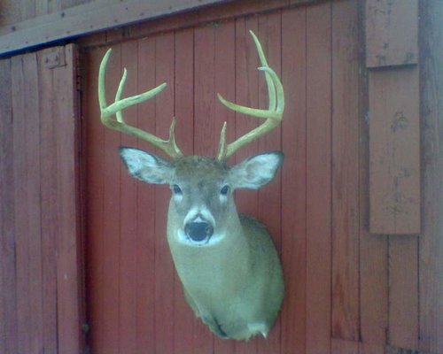 deermount3.jpg