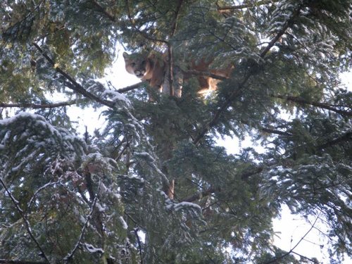 Gerald's Mountain lion hunt 119.jpg