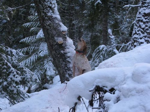 Gerald's Mountain lion hunt 126.jpg