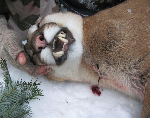 Gerald's Mountain lion hunt 176.jpg