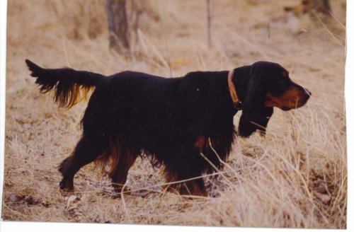 dogs 005.jpg