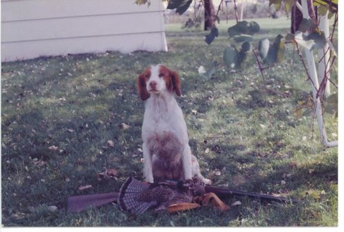 dogs 001.jpg