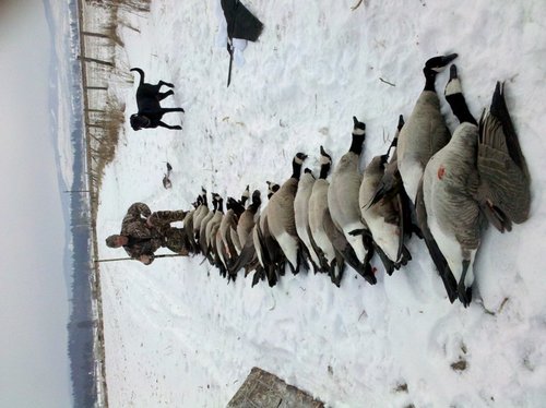 20 goose 1.jpg