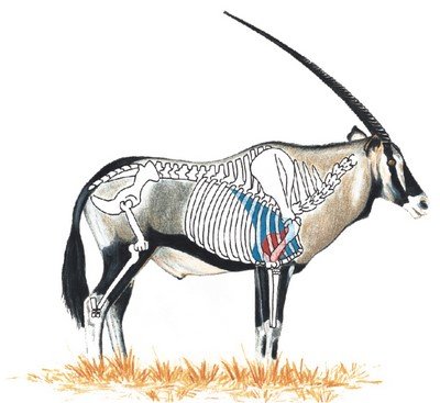 gemsbok-diagram.jpg