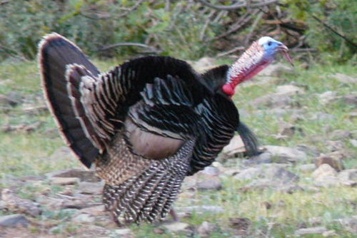 Gobble & Strut.JPG