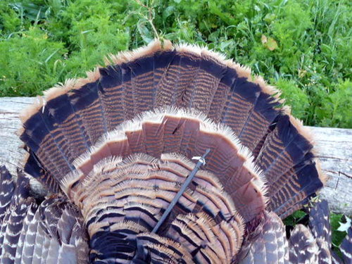 SteelHead 100 (2).JPG