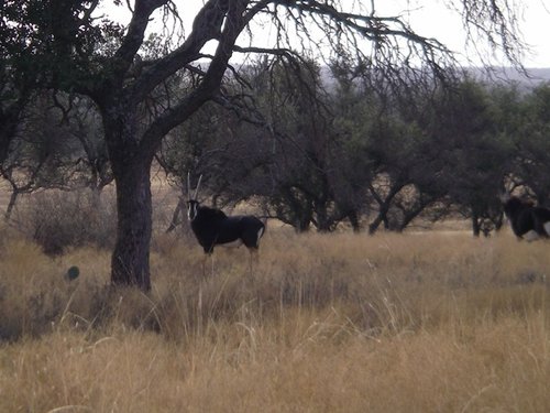 sableantelope.JPG