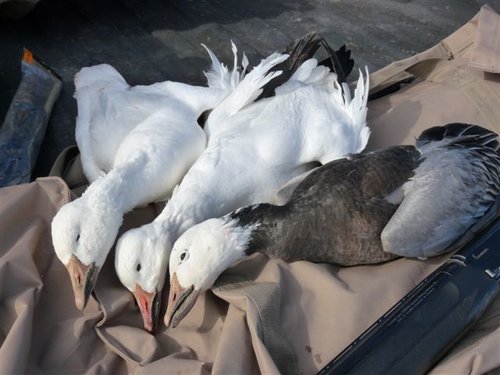 KatySnowBlue 014.jpg