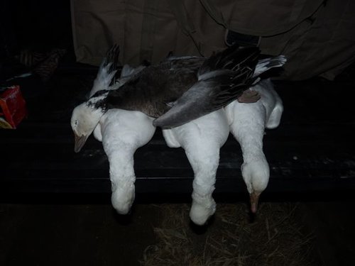 KatySnowBlue 027.jpg