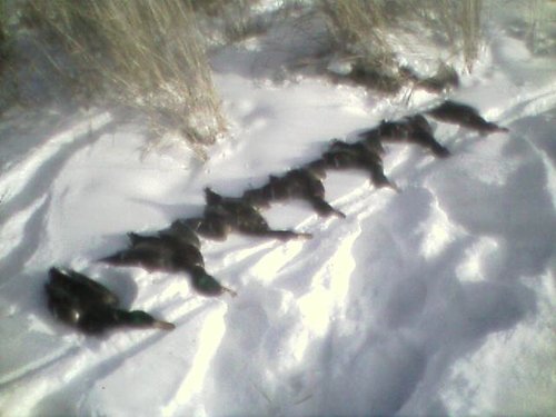 January ducks.jpg