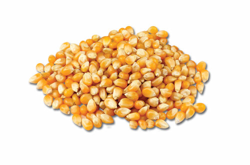 PoppingCorn_pile.jpg