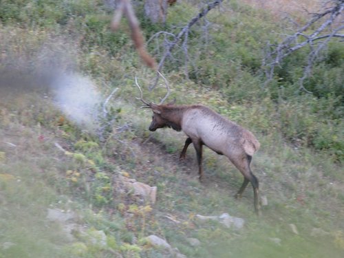 elk camp2008 039.jpg