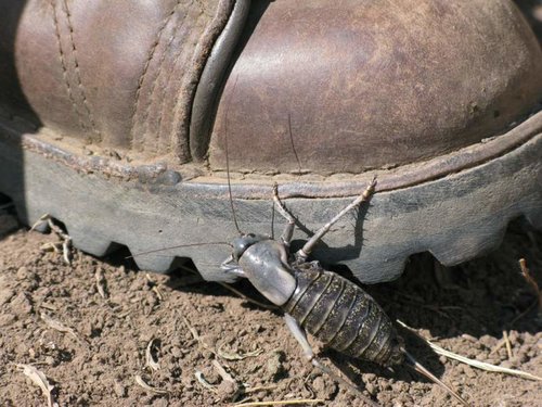 elk camp2008 161.jpg