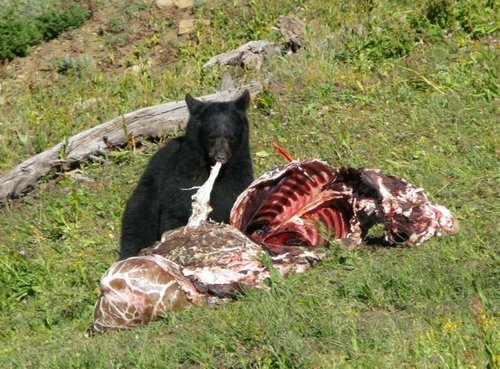 elk camp2008 208.jpg