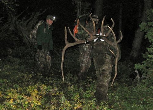 BowElk8.jpg