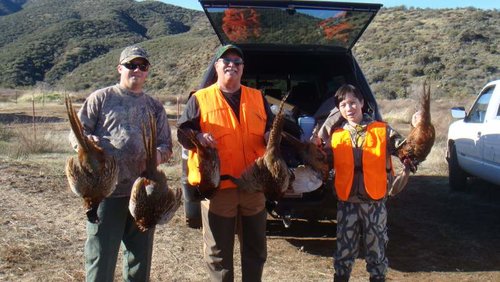 Pheasant 2011 5.jpg