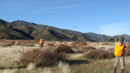 Pheasant 2011 6.jpg