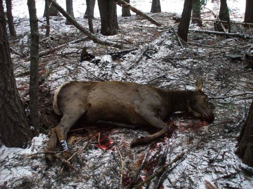 hunting 09 003.jpg hunting 09 003.jpg