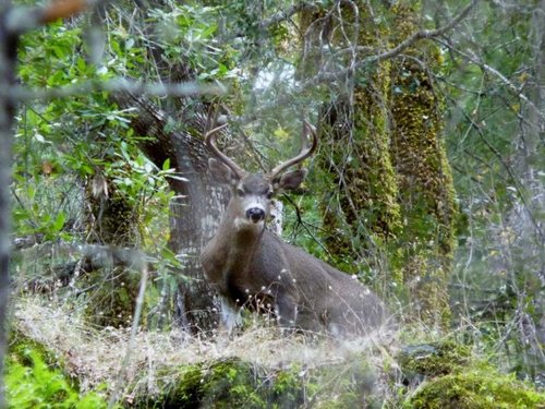 BlackTailCountry (2).jpg