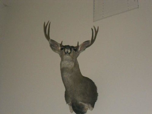 trophy room pics 009.jpg