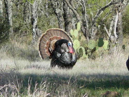 Texas Tom.JPG