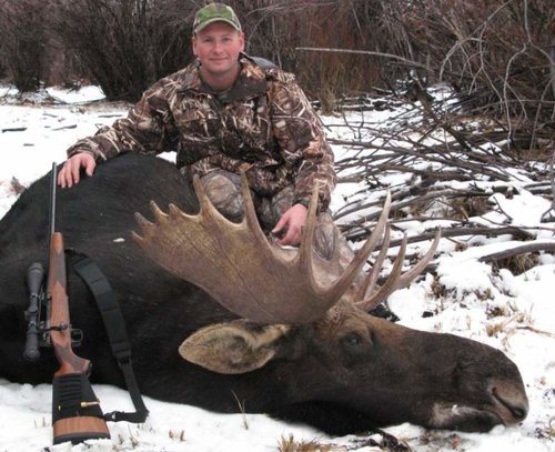 moose 1 (872 x 708).jpg